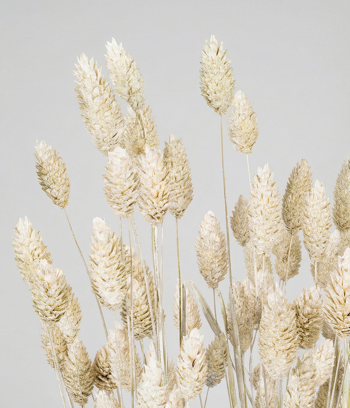 Dried Whitewashed Phalaris