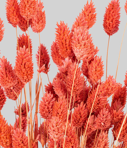Dried Pink Phalaris