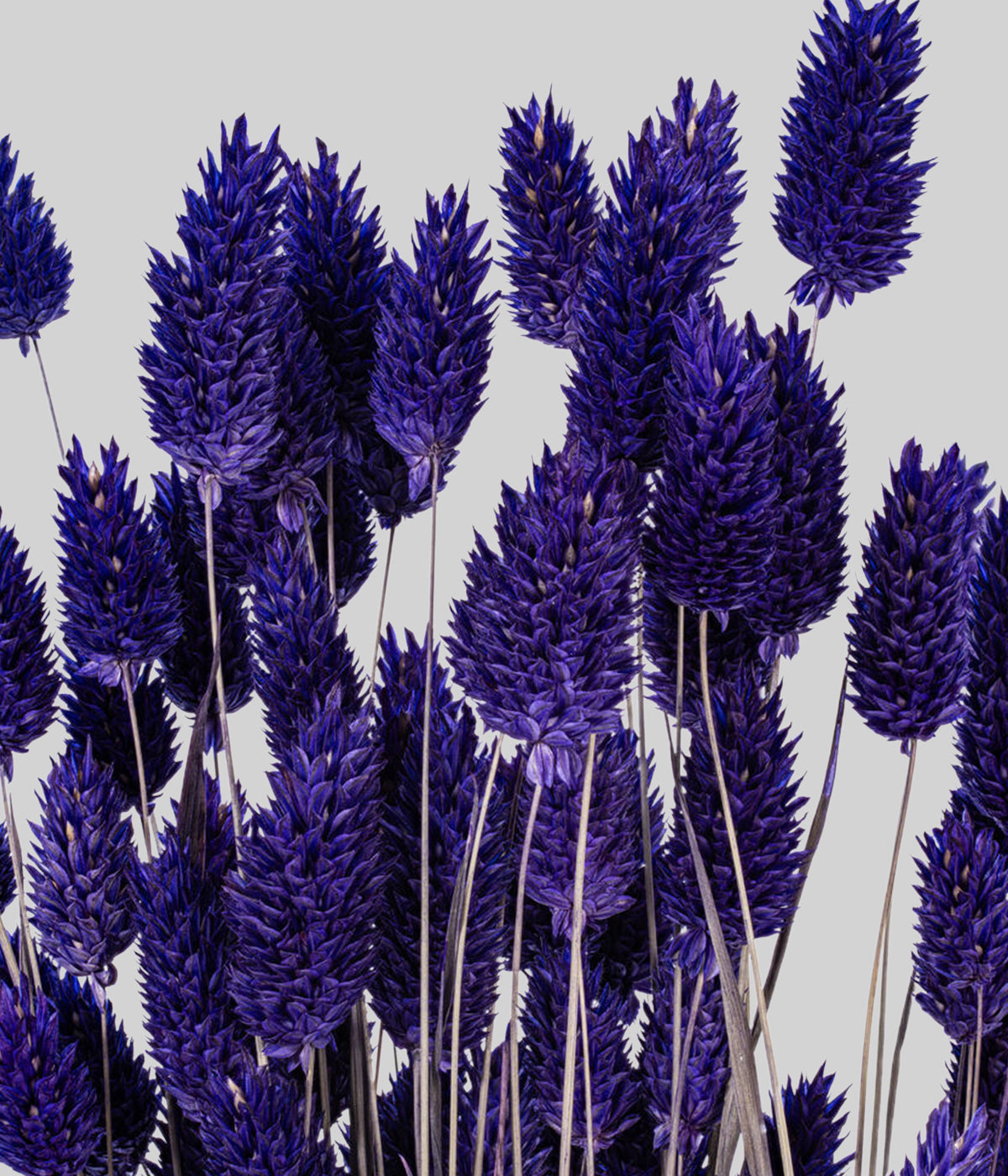 Dried Purple Phalaris