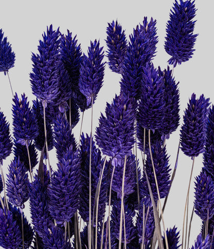 Dried Purple Phalaris