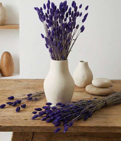 Dried Purple Phalaris