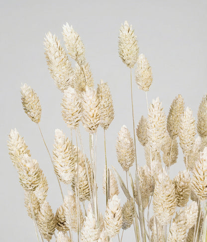 Dried Whitewashed Phalaris