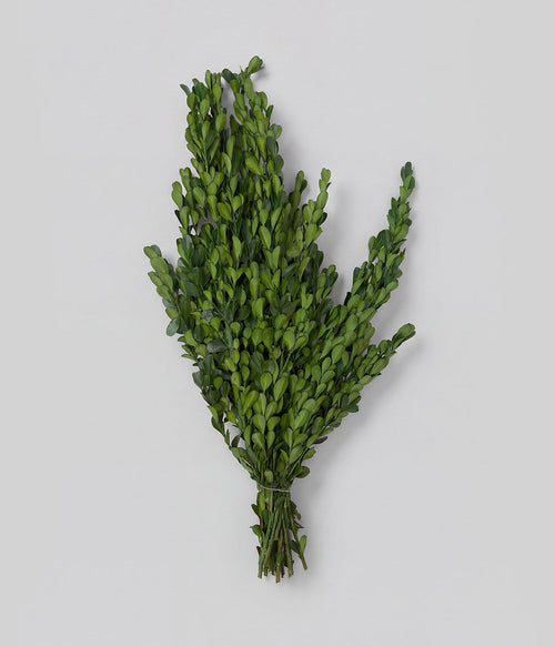 Preserved Boxwood Stems