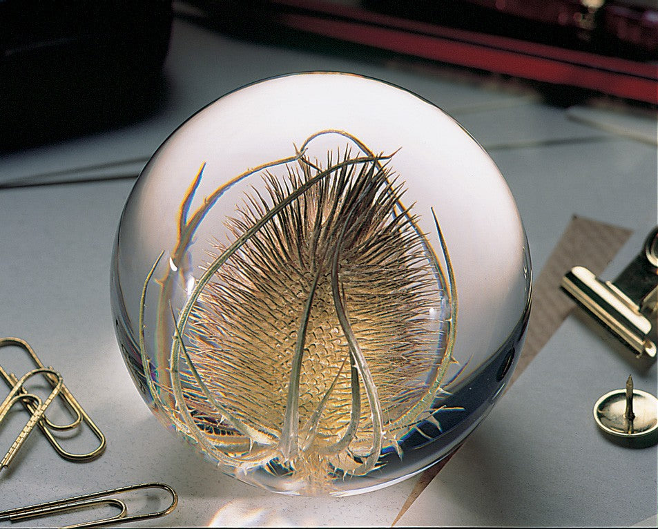 Teasel Botanical Resin Paperweight