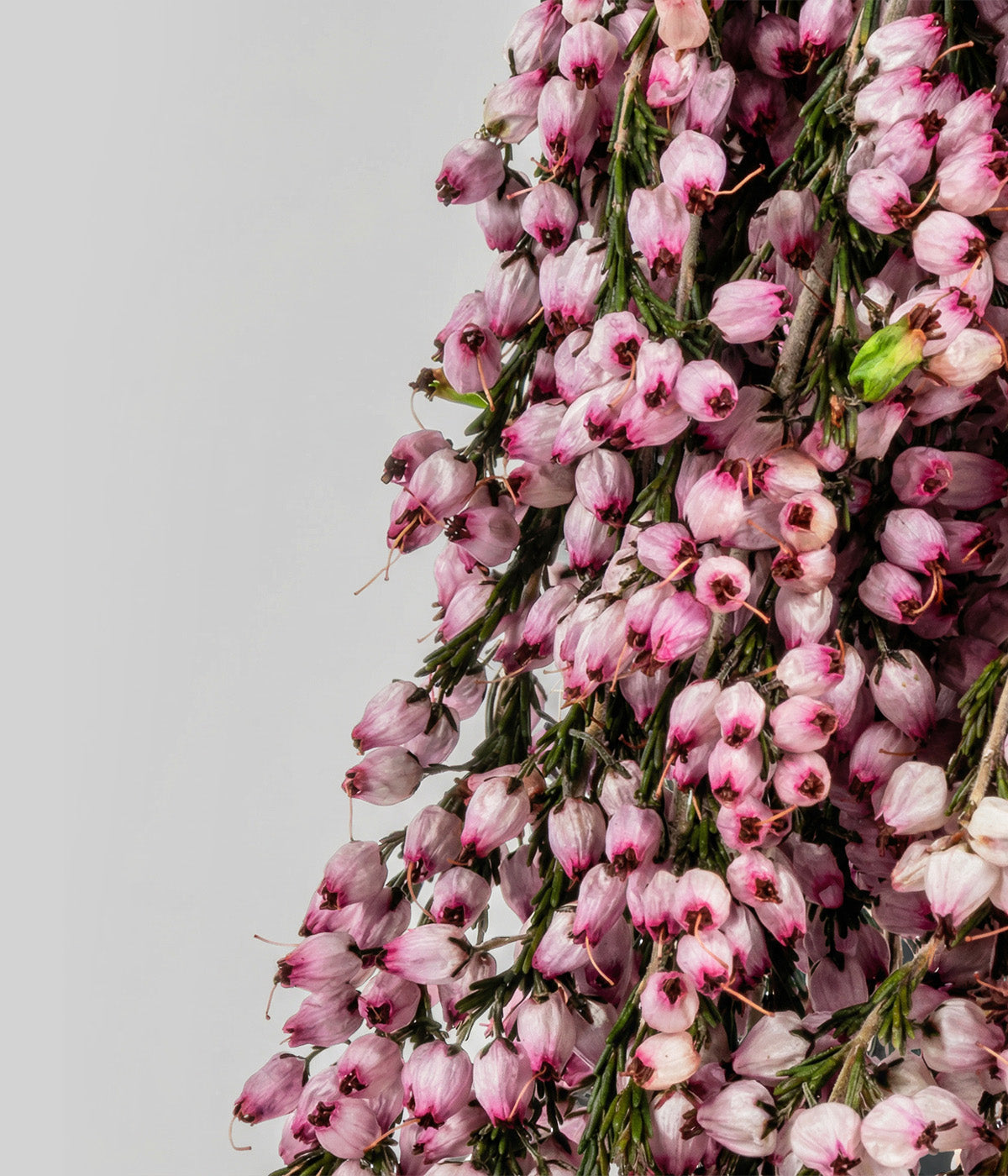 Dried Pink Heather