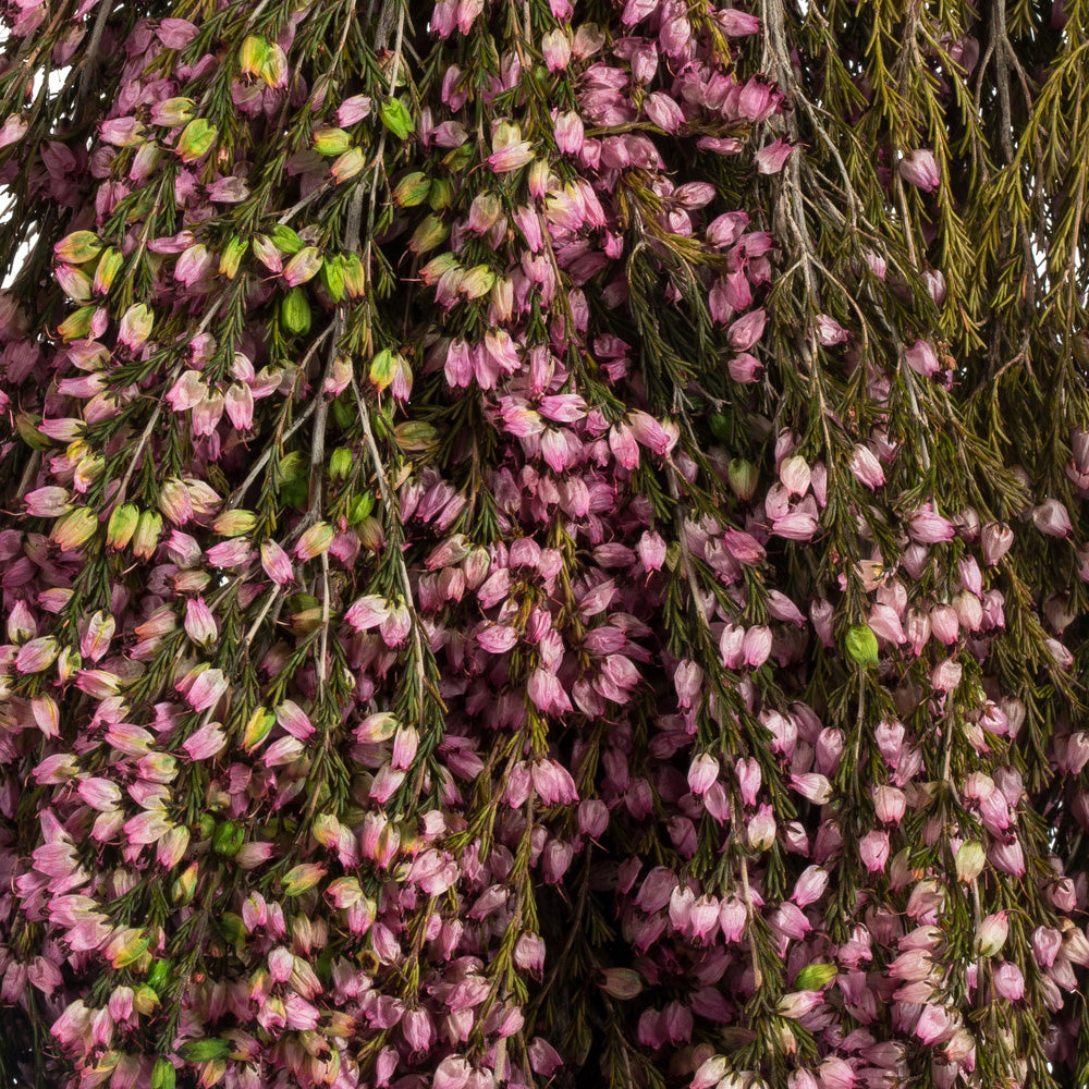 Dried Pink Heather