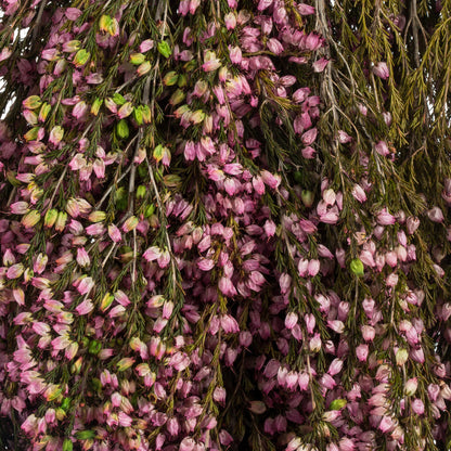 Dried Pink Heather